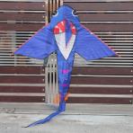 Baby Shark Delta Kite [New 2014]